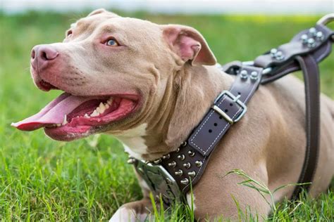 Can a pitbull be a service dog. Things To Know About Can a pitbull be a service dog. 